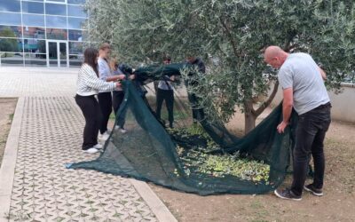 BERBA MASLINA U ŠKOLSKOM VRTU