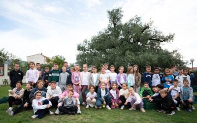 BERBA STARE MASLINE – TRADICIJA KOJA ŽIVI