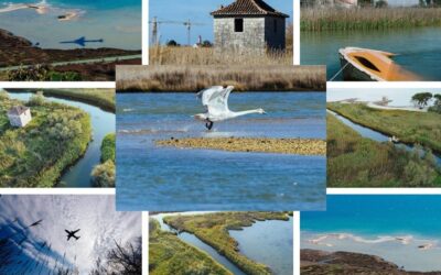 2. veljače – Međunarodni dan zaštite močvara i močvarnih staništa